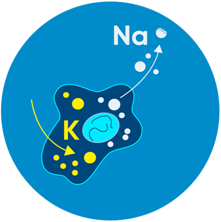 k-na-nasos